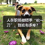 人在职场被顺手“砍一刀”,到底有多疼?(图1) 人在职场被顺手“砍一刀”,到底有多疼?(图1)