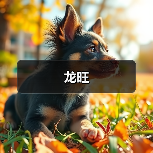 龙旺（图2）