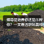 领导是培养你还是压榨你？一文看透职场真相（图1）