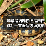 领导是培养你还是压榨你？一文看透职场真相（图4）