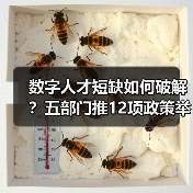 数字人才短缺如何破解?五部门推12项政策举措(图1) 数字人才短缺如何破解?五部门推12项政策举措(图1)
